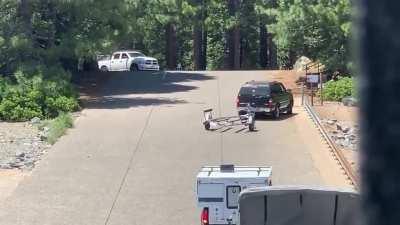 One to many wine coolers