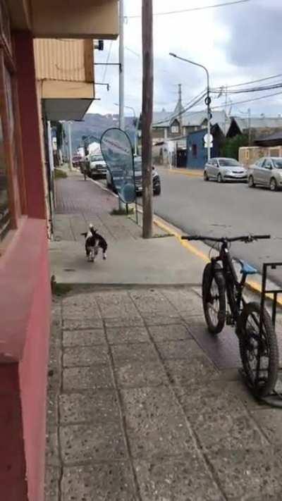 Volvió Vaquita, esta vez no afanó pero igual se fué contento