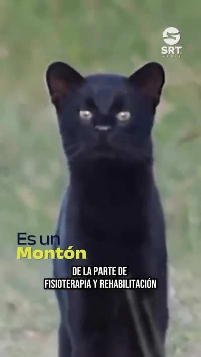 Rescataron un gato de un accidente, pensaron que era un felino común, pero resultó ser un gato montés