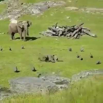 Baby elephant chases birds, falls and goes to mama crying