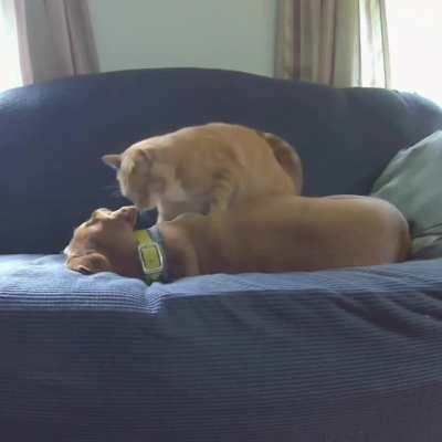 Joule's fur is so soft, Kelvin can't resist making biscuits