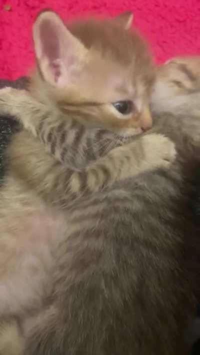 UFC Kitten Edition - Choose your fighter!