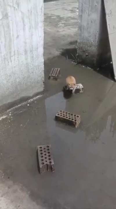 I'll keep my paws dry and clean