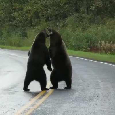 Two Grizzly Bears fighting on the side of a road in British Columbia