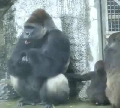 Gorilla stops working, gets maintenance
