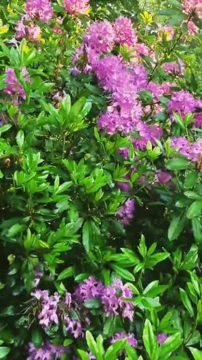 A beautiful forest and rhododendron bush at sunrise in Pattingham this morning.