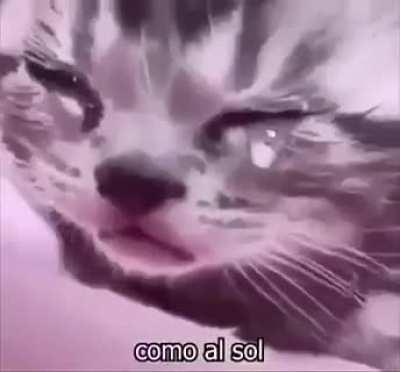Sad cat video I found on discord