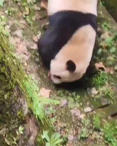 They really are drunken vegeterians