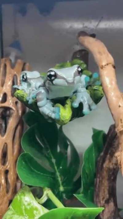 Amazon Milk frog looks like a tiny robot