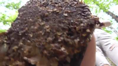 Snail Crush Azazel - Bug Crushed