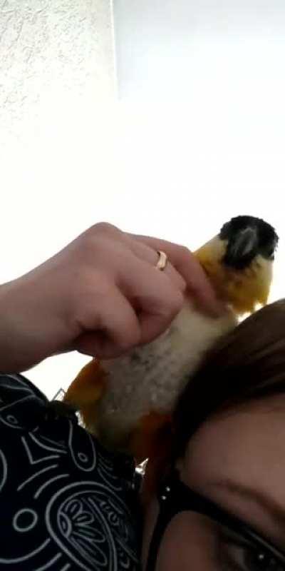 Cuddly chicken likes to give scritches back
