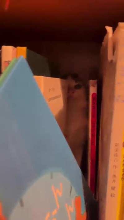 My Loyal familiar guarding ancient tomes