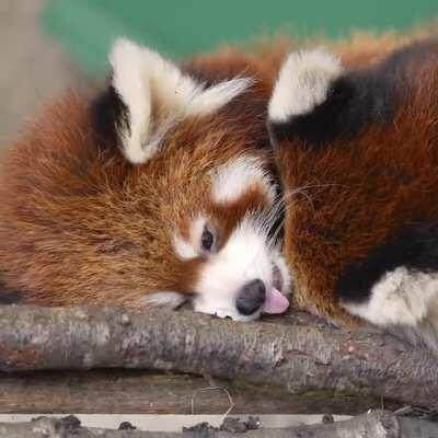 Sleepy twin bro babies