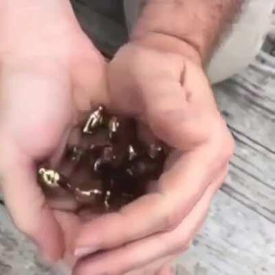 🔥 Gold Scarabs 🔥