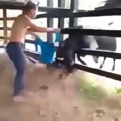 That bull doesn’t like blue