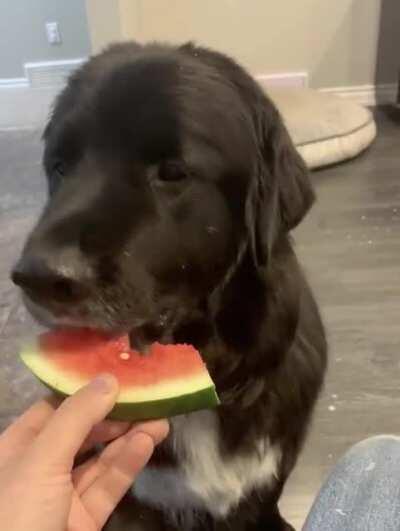 My boy loves watermelon