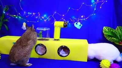 Spoiled Dwarf Bunnies Eating a Sub and Playing in a Sub for National Submarine Day!