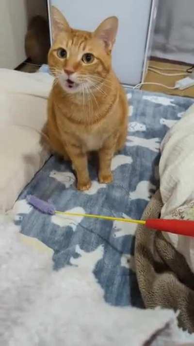 Cat politely asks his human for play now pls