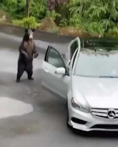 The bear tries to go on a ride.