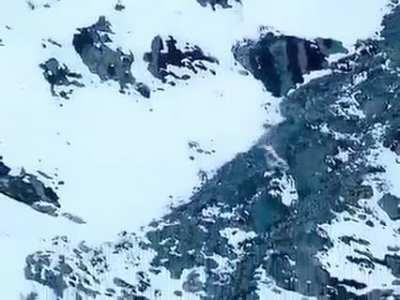 A snow leopard on a Kamikaze-style hunt.