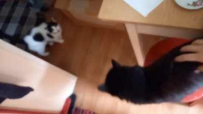 A cow yelling and a lawful black cat.