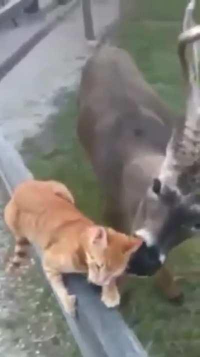 Сладкий котик.