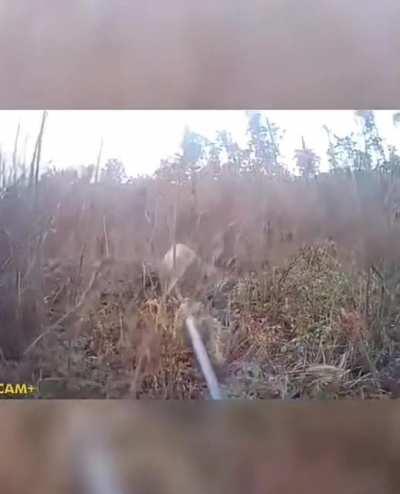 When the deer you’ve been tracking has had enough