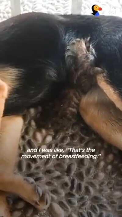 Credits goes to the Dodo