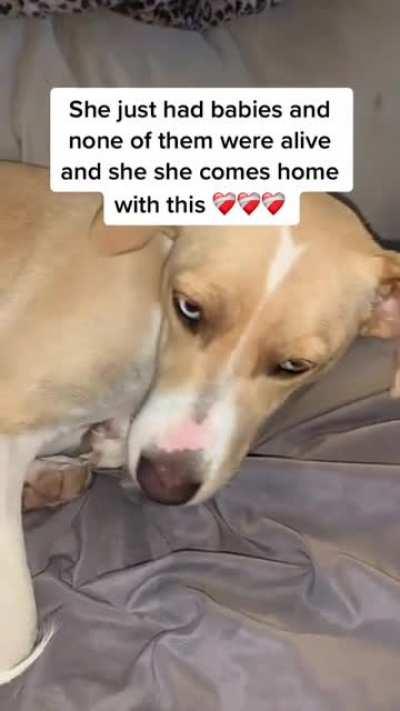 She's lost her babies and came home with this. Made me cry a lot.. animals have the biggest hearts.