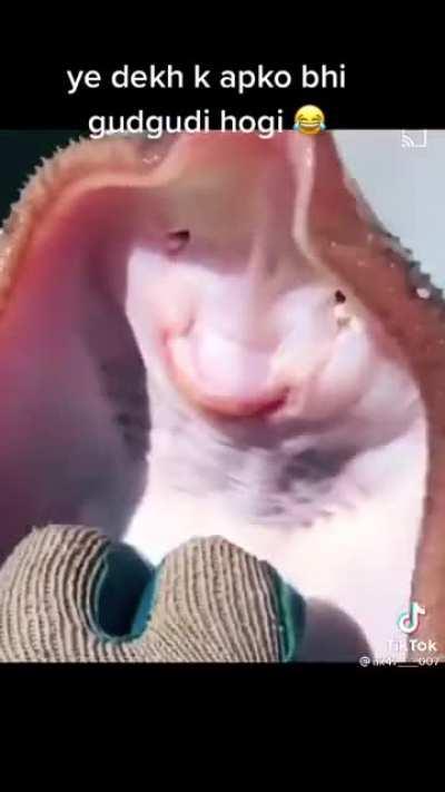 Most attractive Status Video 🌷 