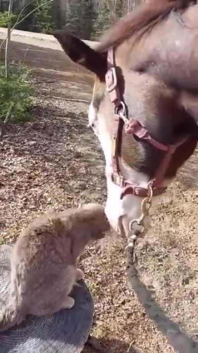 Horse and Kitty are pretty good frens
