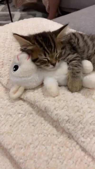 Cats love soft toys