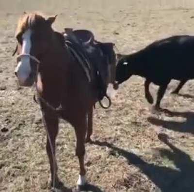 Horse protecting his cowboy during work