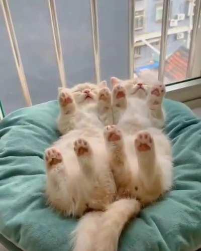 Synchronized kitten napping
