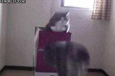 Blursed_cat