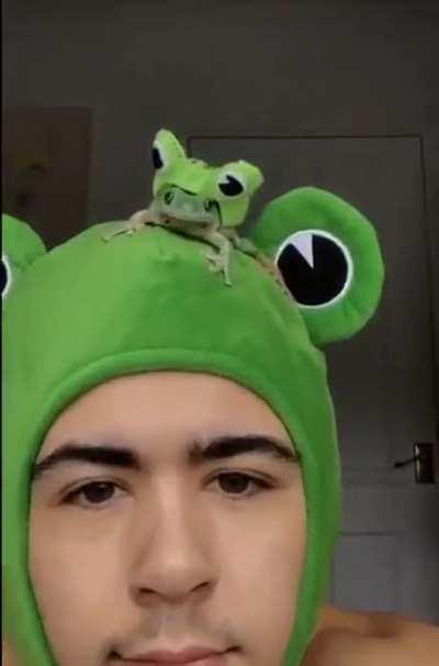 Frog wearing a frog hat