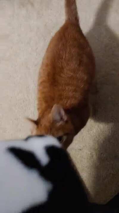 He is the reason I can never focus when working from home.