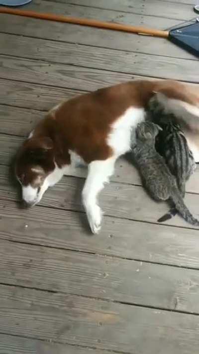 This good Doggo is surrogate Mom for kittens