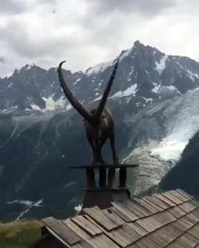 Roofing goats often volunteer with Habitat for Humanity.