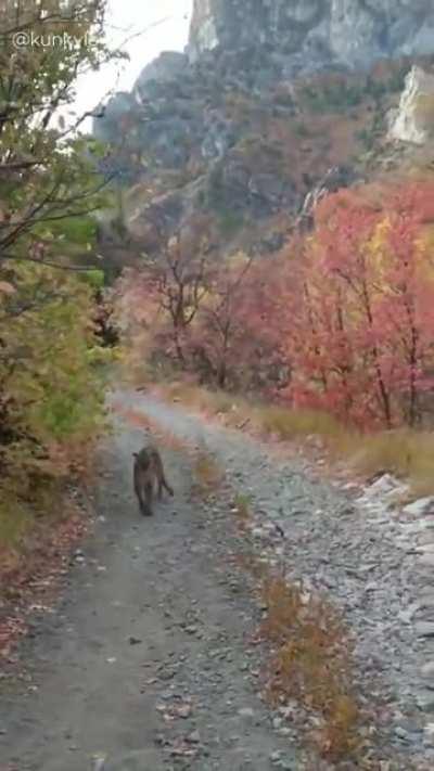 Cougar stalks man for 6 minutes during run