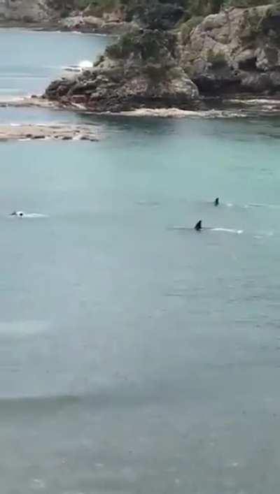 Two killer whales pass near 2 children