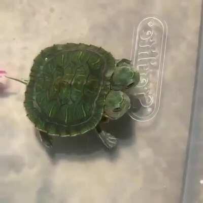 Double happiness. Found this on Instagram.