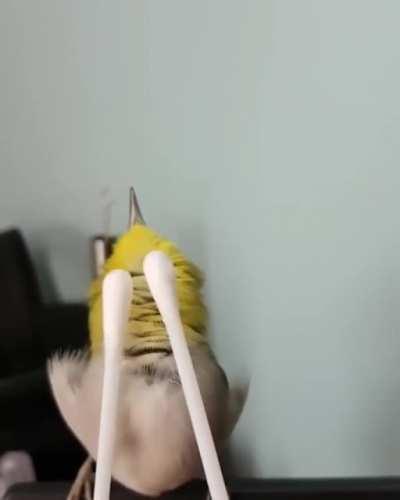 This is the number one cause of bird droppings. Guess what number 2 is.