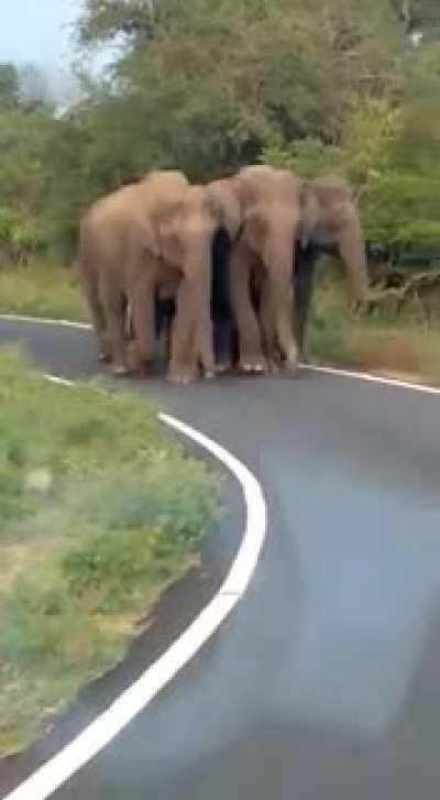 High level security given for a new born baby elephant by the group. Adorable & bit dangerous video shot at Sathyamangalam, Coimbatore, India.