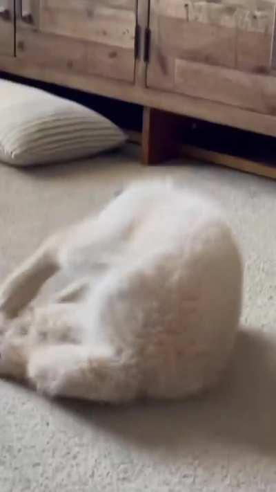 Although the puppy is stupid, the puppy loves you.