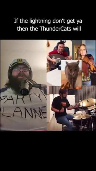 Кошки и аккомпанирующие людишки. Часть 2