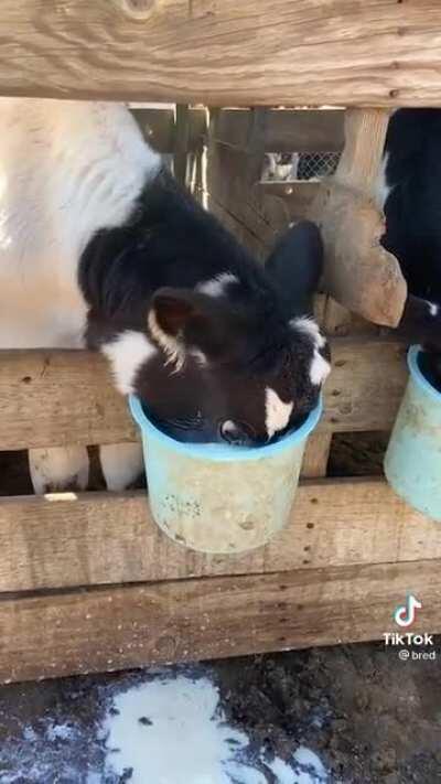 I don't know this was posted here before, but Chug is my spirit animal