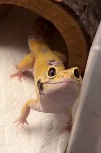 Cute monster's smile