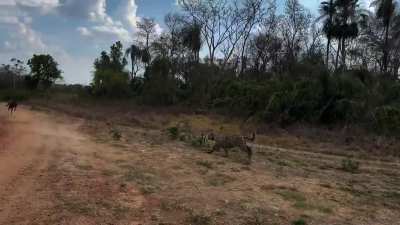 Marsh deer narrowly escapes an attacking jaguar.