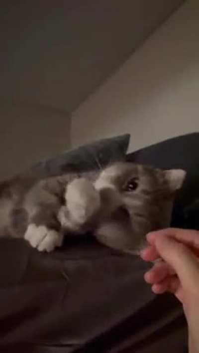 Little old momma, fresh from the pound. Never met a kit so affectionate and trusting.